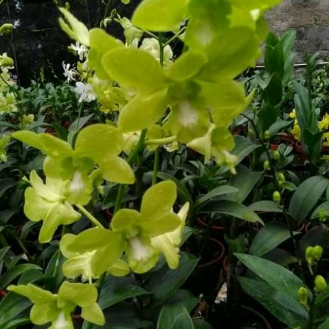 Anggrek dendrobium arindang green