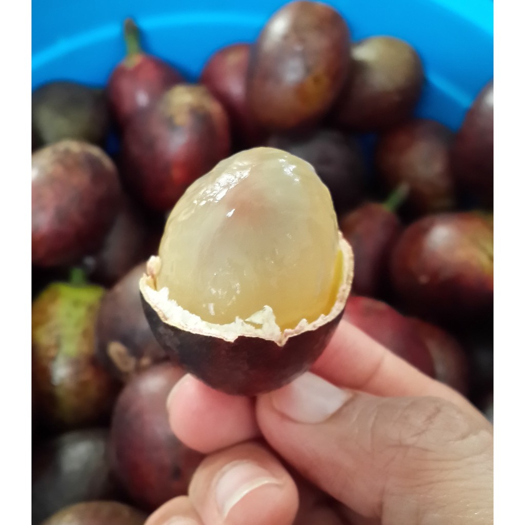 

Buah matoa fresh rasa mirip durian