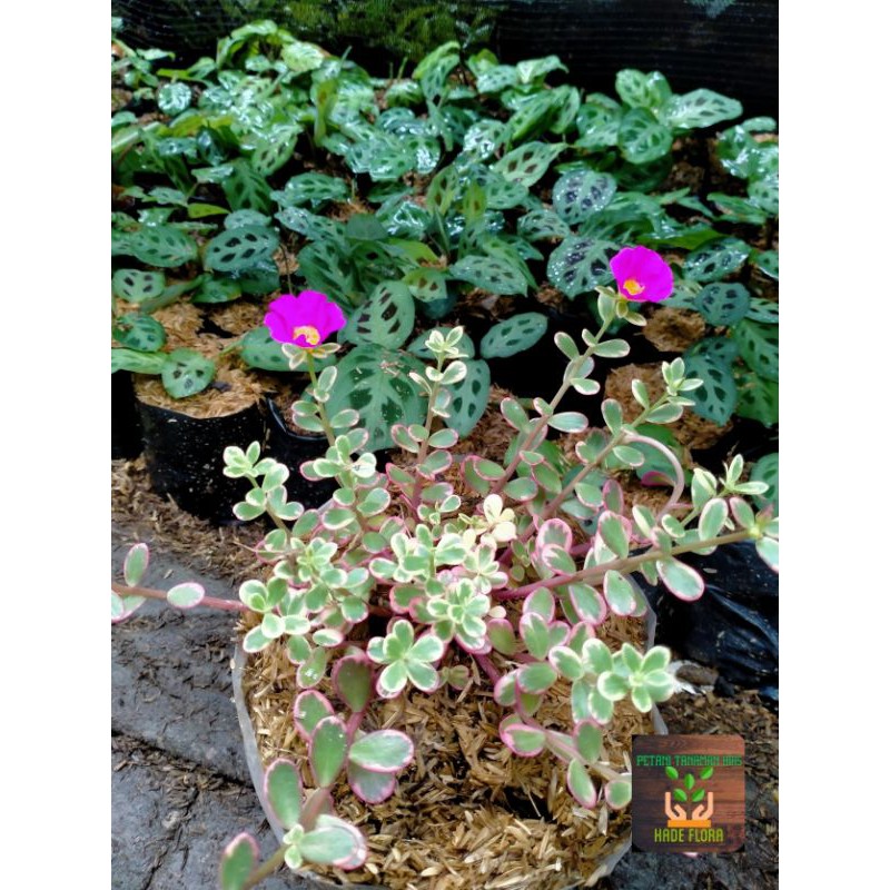 sedum spurium tricolor bunga merah