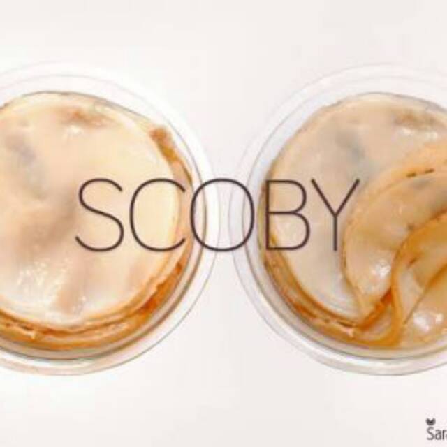 

Scoby kombucha tea