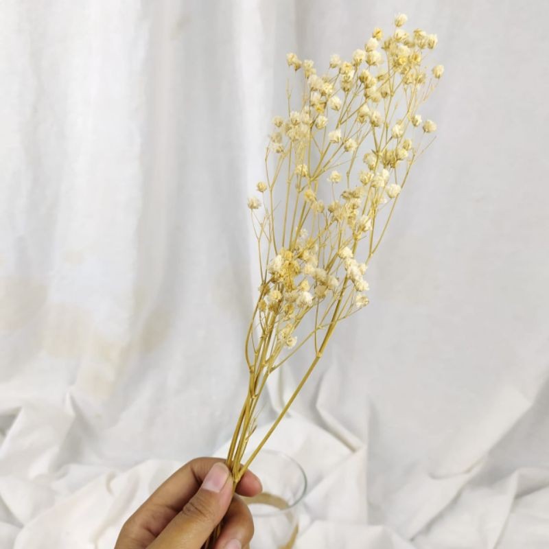 Bunga Asli Baby Breath Dikeringkan | Dried Babybreath Flower Ecer