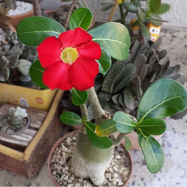 bibit tanaman adenium bunga merah bonggol besar bahan bonsai kamboja jepang