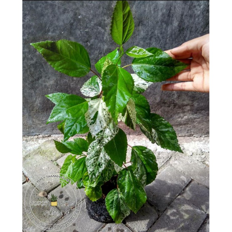 Tanaman Hias Kembang Sepatu Varigata-Kembang Sepatu Variegata