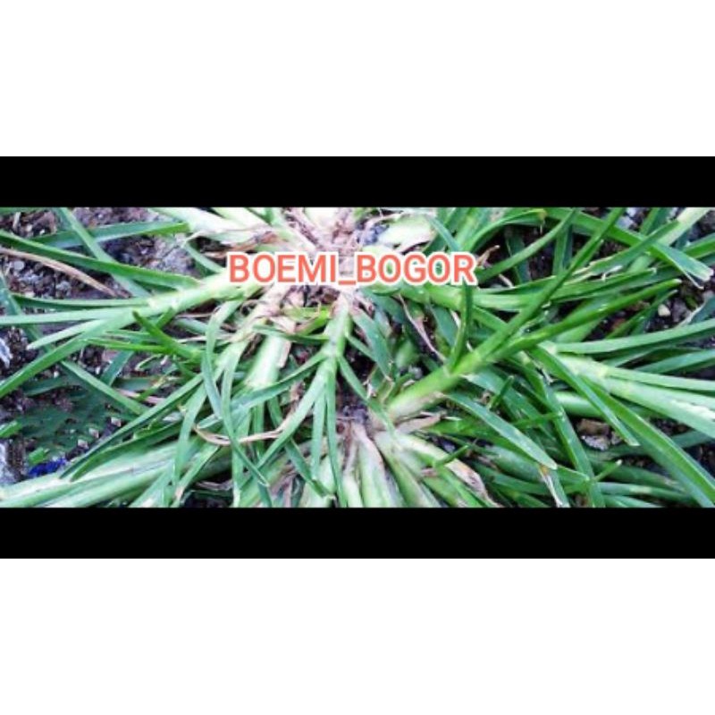 

DAUN BELULANG RUMPUT PARAGIS HERBAL