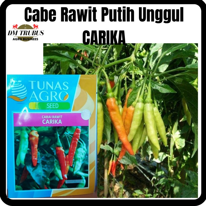 BENIH Cabe Rawit Putih Unggul CARIKA