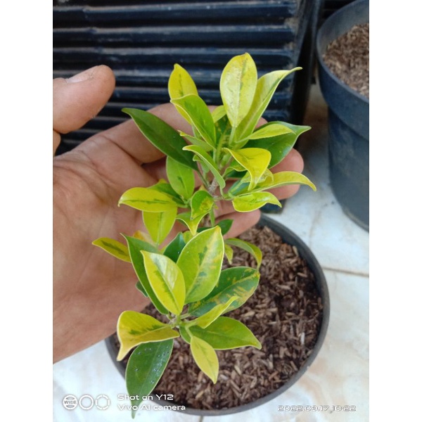 Bibit Kimeng Varigata Ori