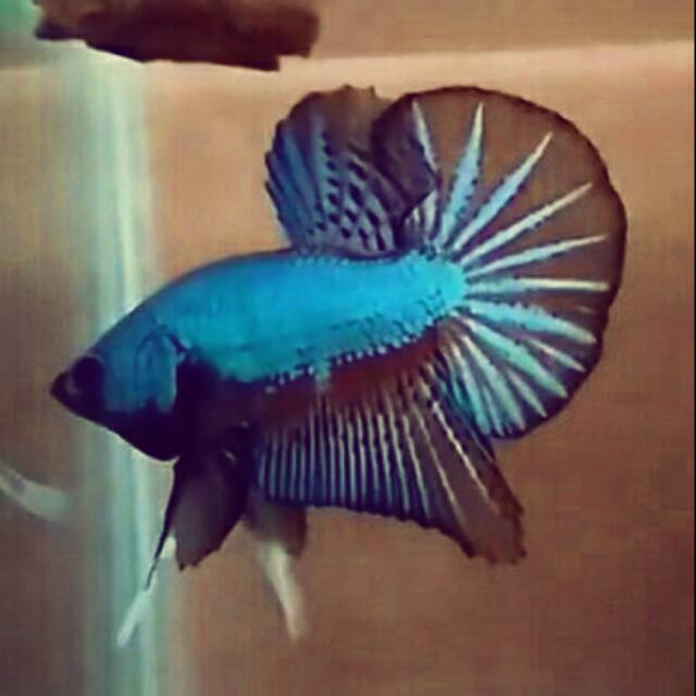 Cupang Black Copper HMPK kelas SNI