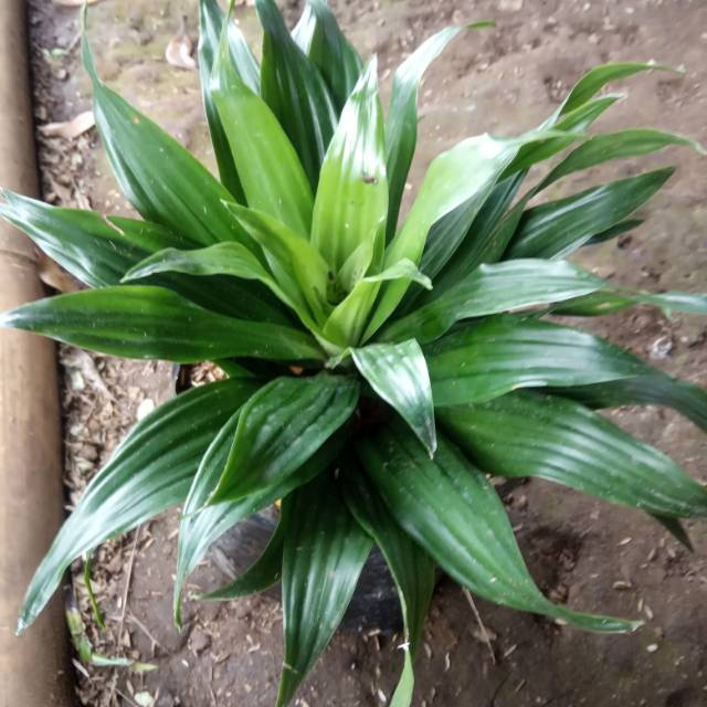 andong dracena hijau