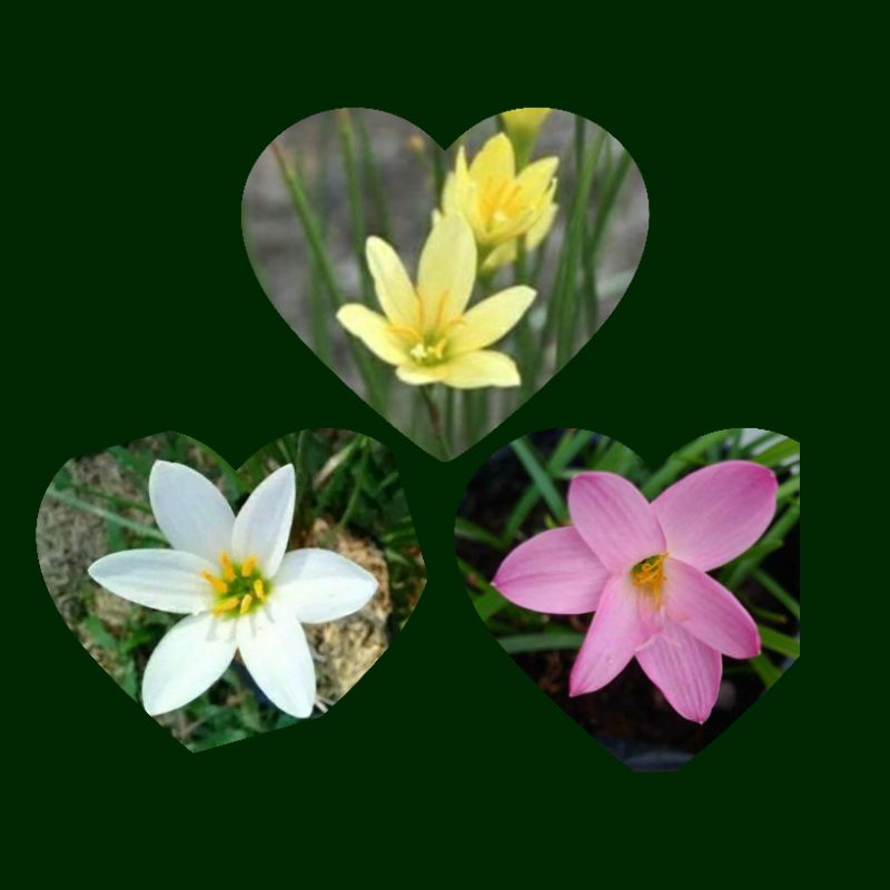 Bibit Bunga lily hujan Putih Pink Kuning