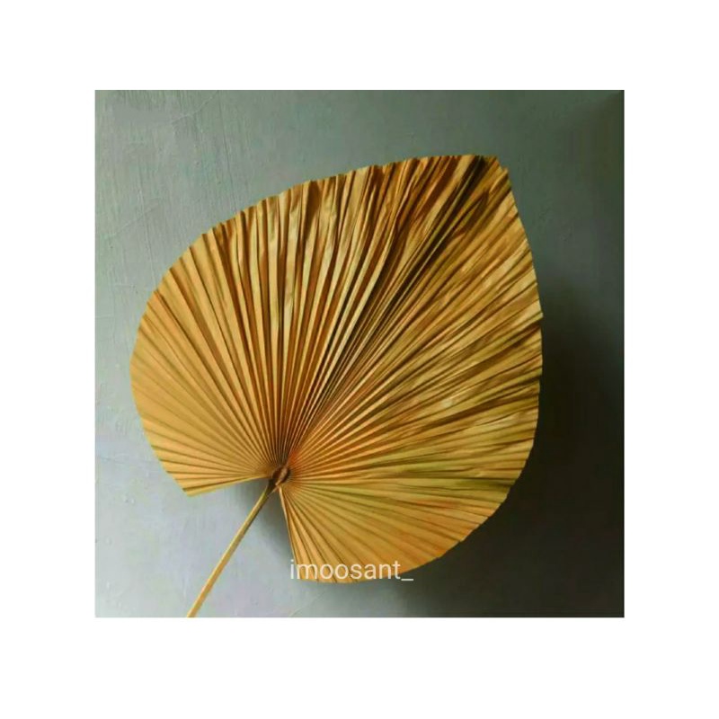Daun palem  jumbo , daun palem kering natural/gold