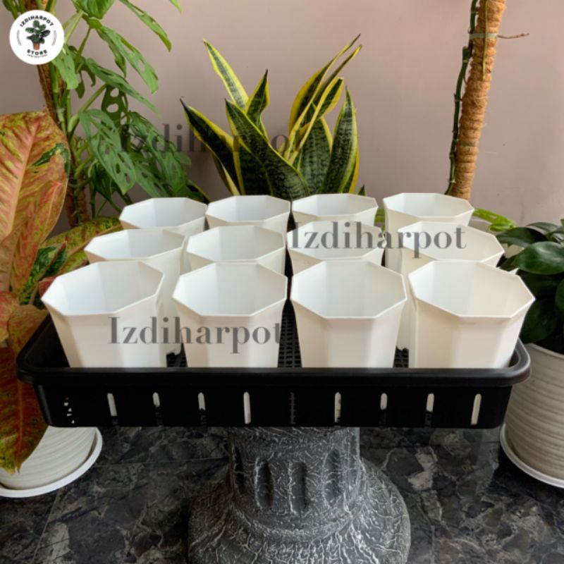 1 SET TRAY + 12 POT PAGODA 10 PUTIH TRAY POT NKT 50CM | TRAY SEMAI BIBIT