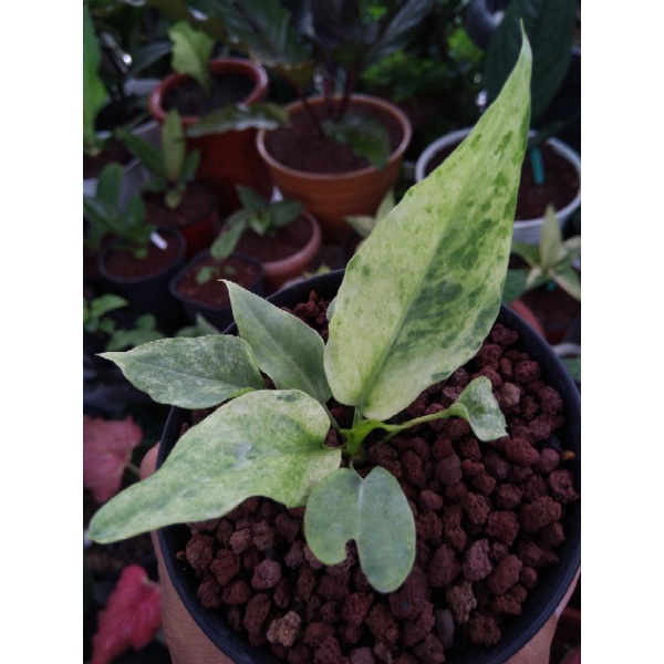 Anthurium gelombang cinta varigata putih