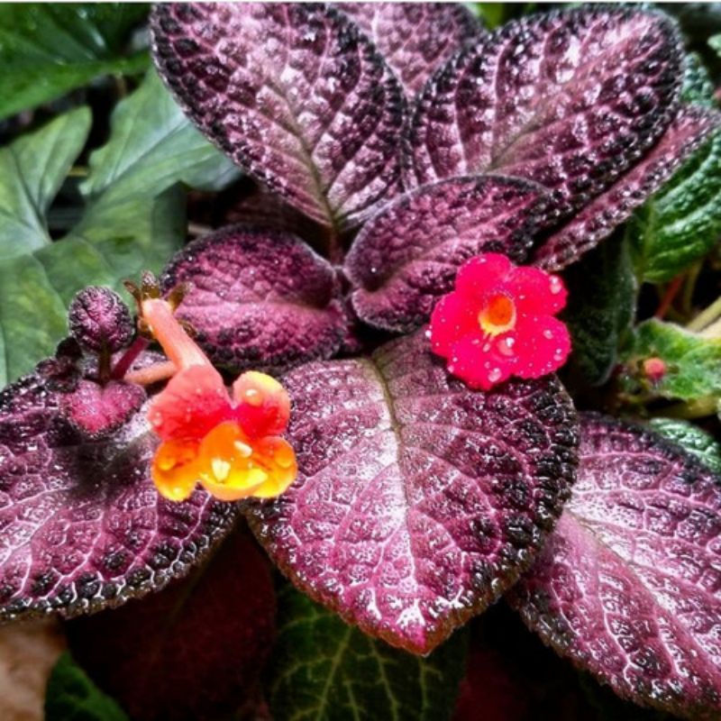 episcia Merah / Strawberry patch