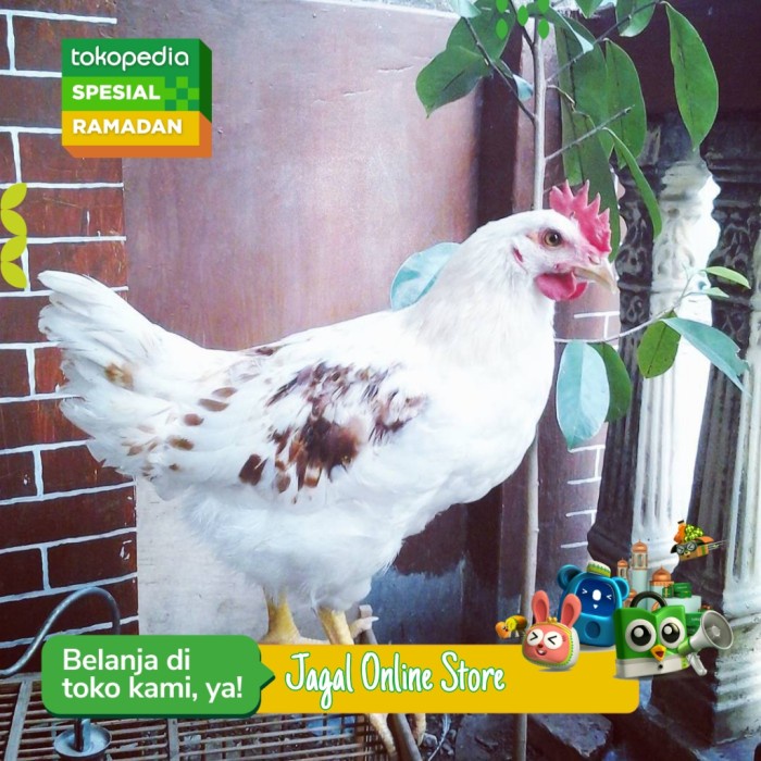 

Ayam Negri / Broiler Hidup Ekoran - 1 Ekor @1Kg