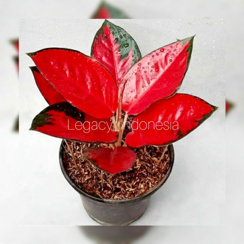 aglonema suksom jaipong besar