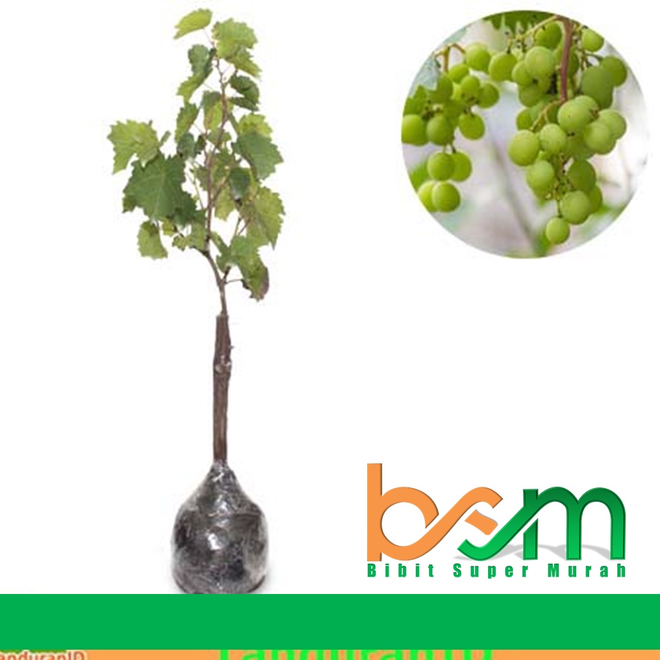Bibit Anggur Laura Import Valid Bergaransi