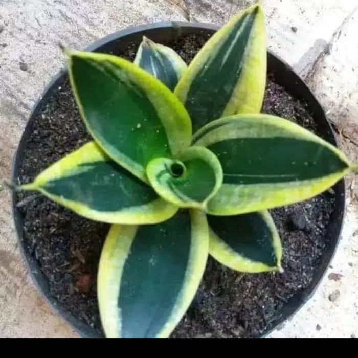 Tanaman hias sansivera pagoda/golden mini promo