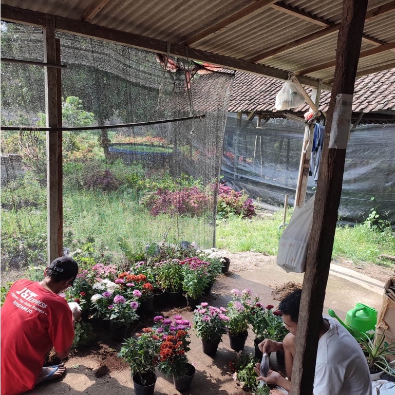 Tanaman Hias Bunga Monstera Standleyana Tanmana Bunga Hijau Putih Tanaman Bunga Hidup