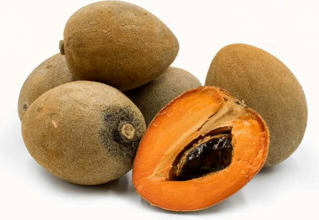 Bibit Mamey Sapote Magana Buah Jumbo Super Genjah