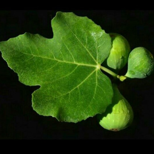 

TEH DAUN TIN KERING