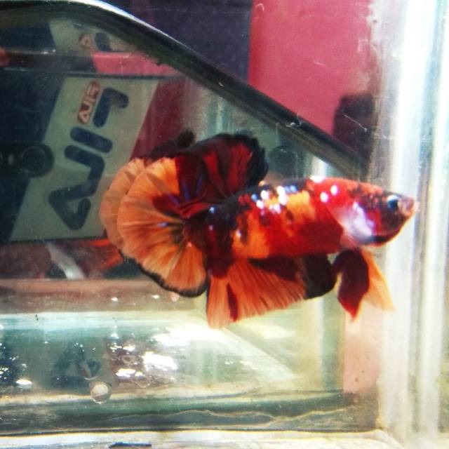 Ikan cupang nemo galaxy