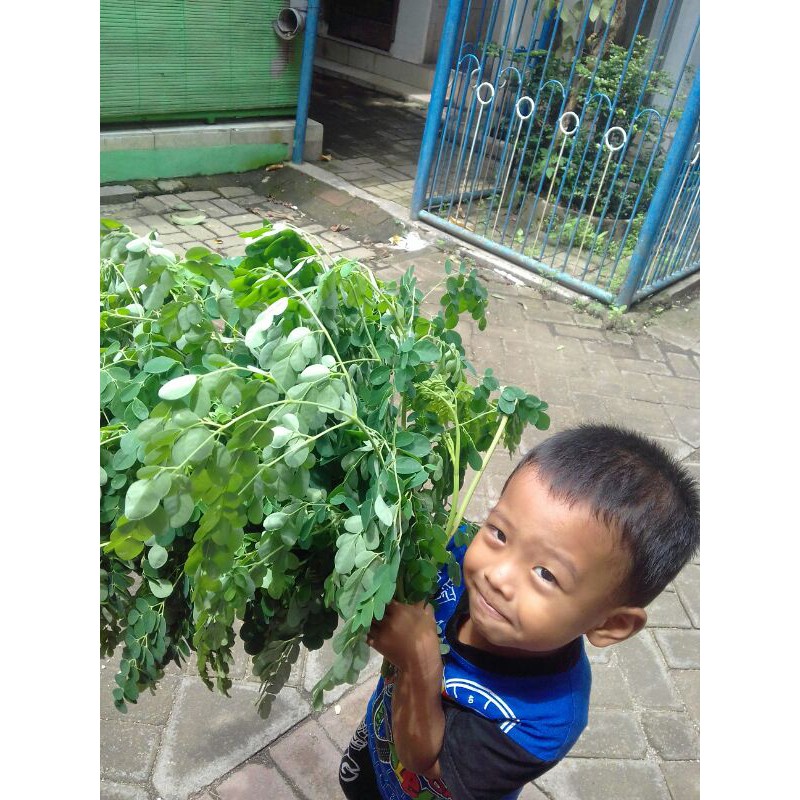 

daun kelor segar 1 iket