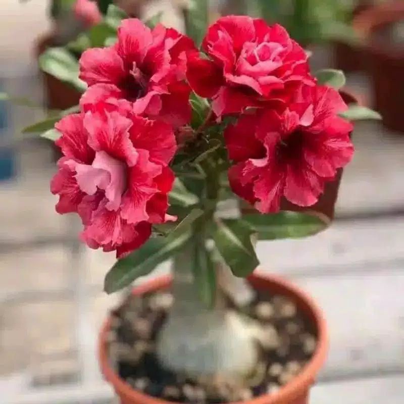 TANAMAN HIAS ADENIUM KAMBOJA JEPANG BUNGA TUMPUK// RED STAR