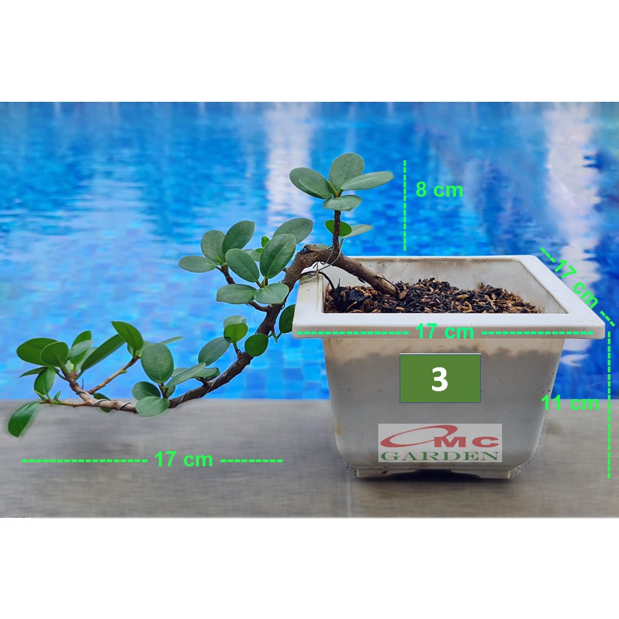 Tanaman Hias Pohon Bonsai Mame Beringin Korea Mini Dolar B-BK-012