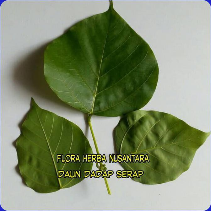 

Dijual Daun Dadap ( Per Helai ) Diskon