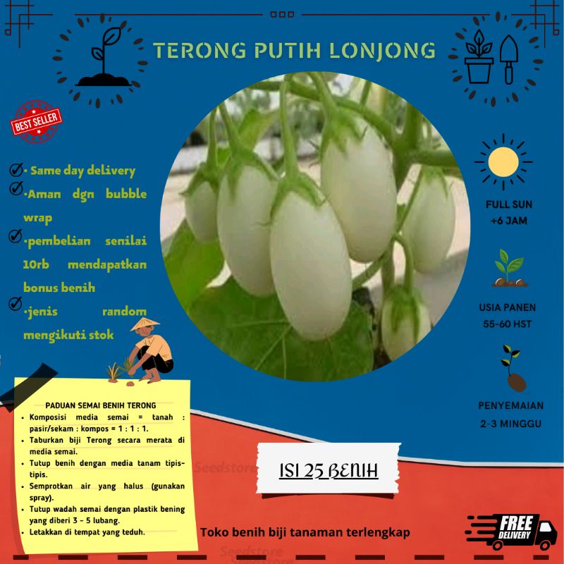 30 BENIH BIJI TERONG LALAP PUTIH LONJONG