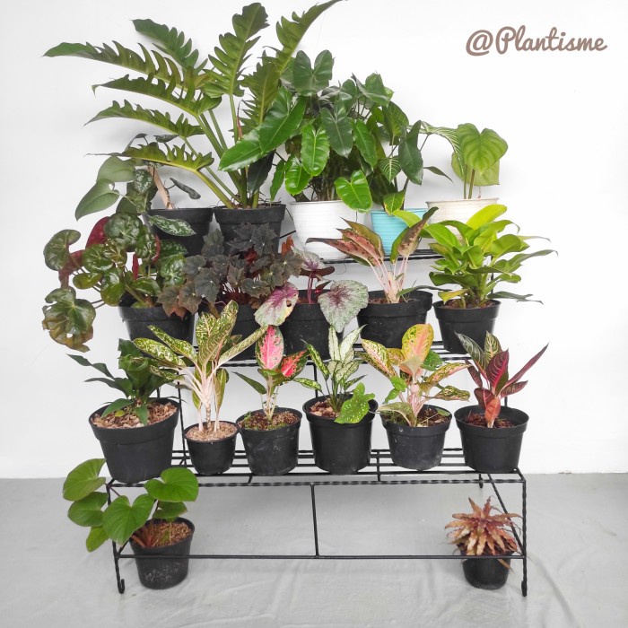 Rak Tanaman - Rak - Rak Besi Tingkat Tangga Susun 3 Minimalist Pot Bunga Tanaman