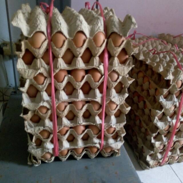 

Telor Ayam Murah 22k/kg