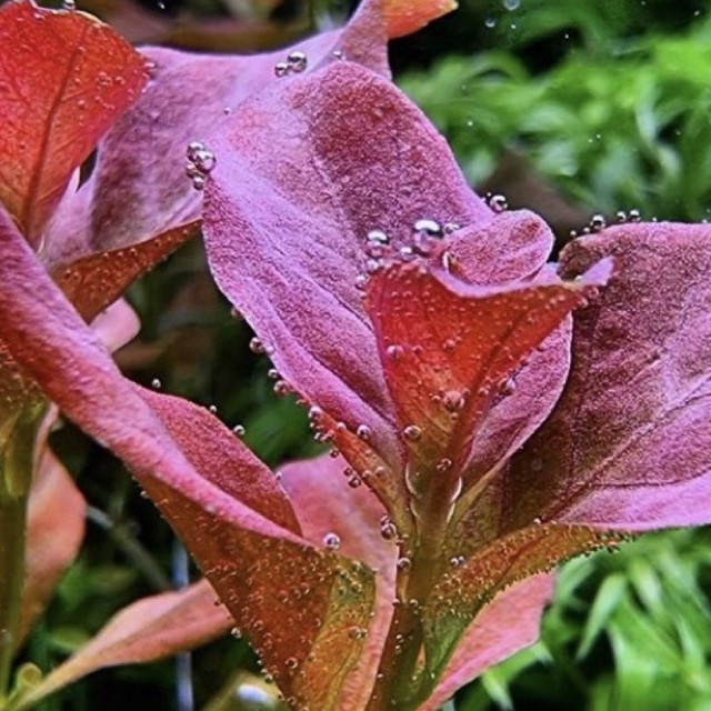 Ludwigia mexicana ( tanaman aquascape tanpa co2 )