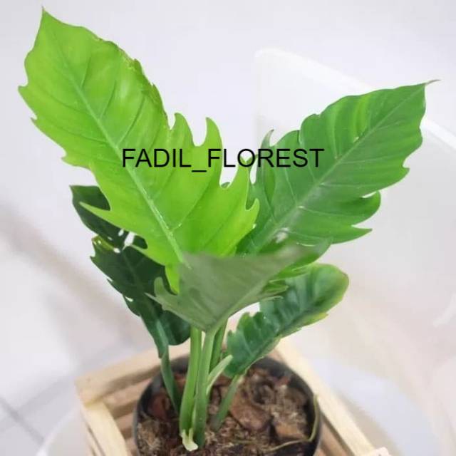 Tanaman hias philo gergaji / tanaman hias pohon philo philo philo gergaji FADIL_FLOREST