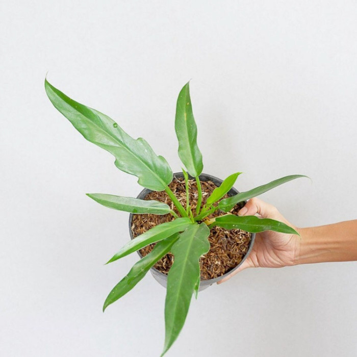 Tanaman Hias Philo Gergaji / pohon Philo gergaji