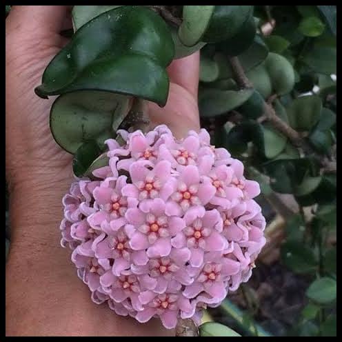 Houseplants - Hoya Carnosa Compacta Variegata -Hindu Rope