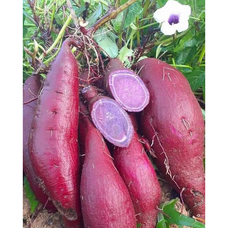 

Ubi ungu Organik Fresh / Taro / Telo ungu / ubi jalar ungu