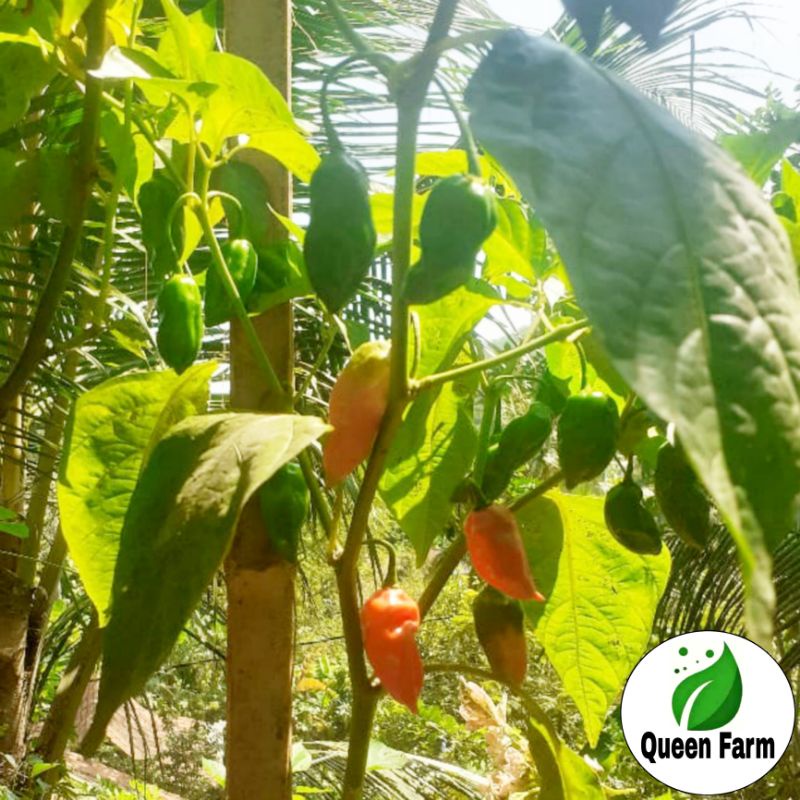 

6 biji benih cabai habanero super pedas - benih sayuran bibit sayuran benih sayuran unggulan