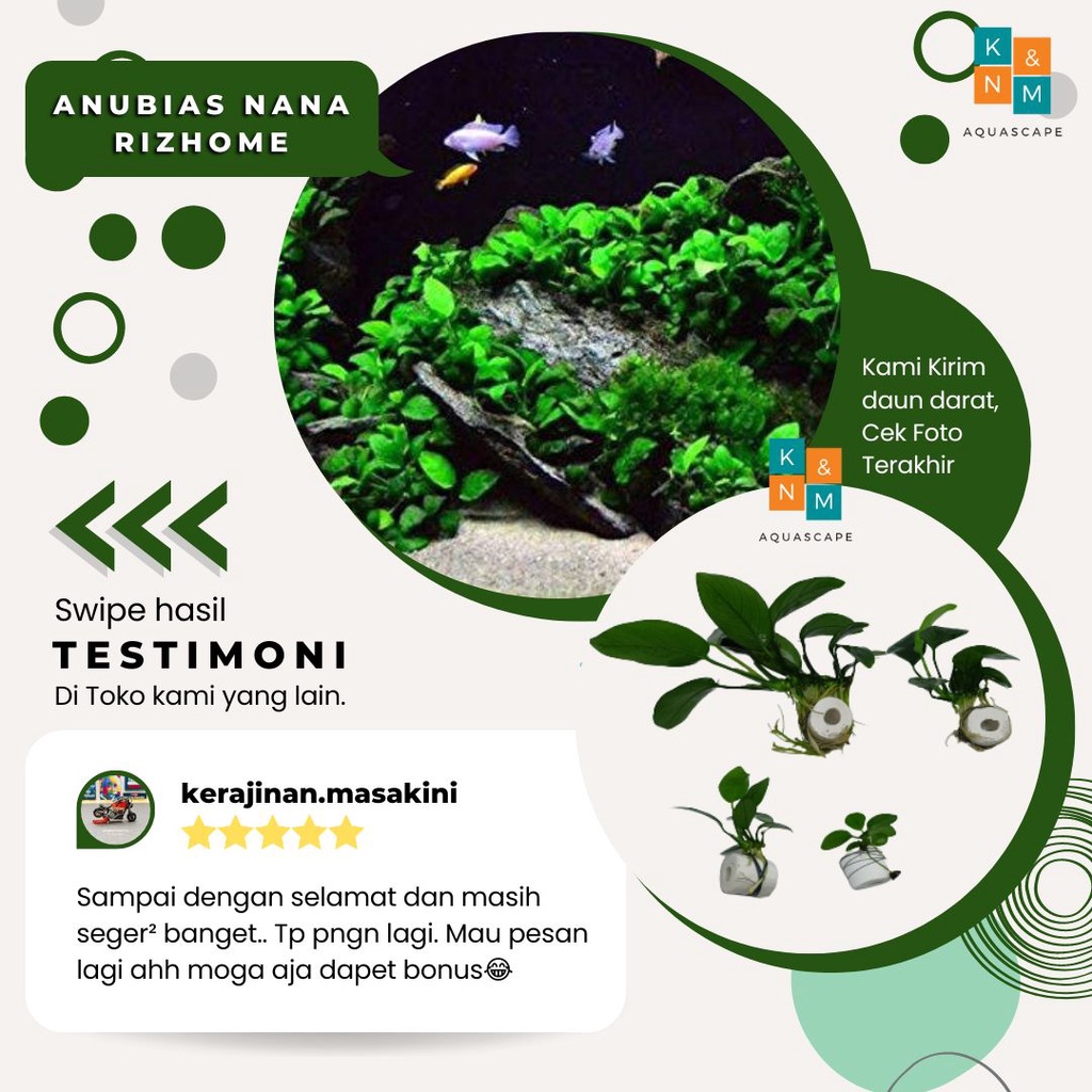 Anubias Nana Size S M L Calon MP Indukan Tanaman Tumbuhan Aquascape Tanpa Low Co2 Aquarium Akuarium 