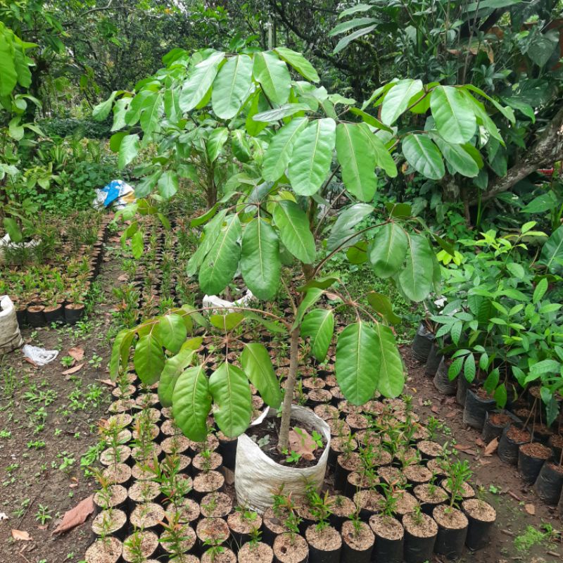 tanaman walisongo daun besar jumbo