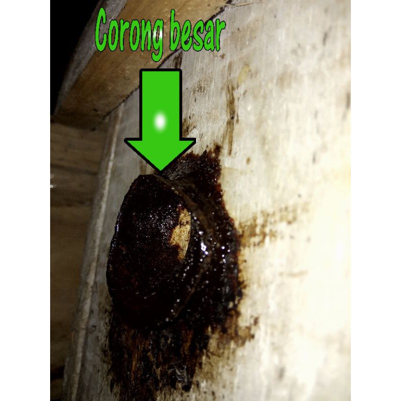 Bibit Lebah Klanceng Drescheri Dreschery Koloni Lanceng jenis lebah klanceng Trigona Kelulut Discery