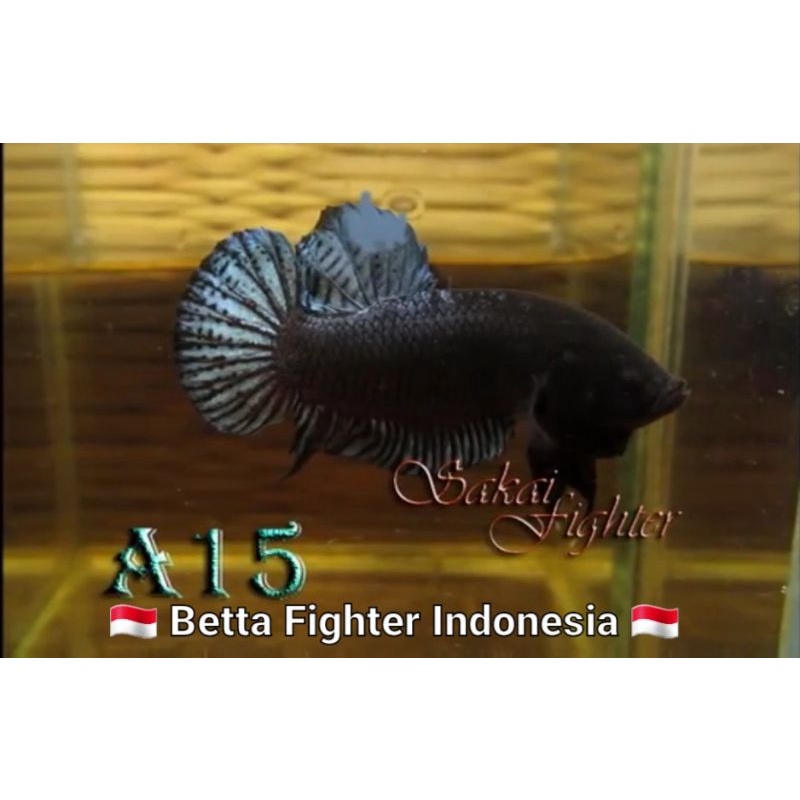 Ikan Cupang Aduan Sakai Fighter Seri A15 Ori Import Thailand.