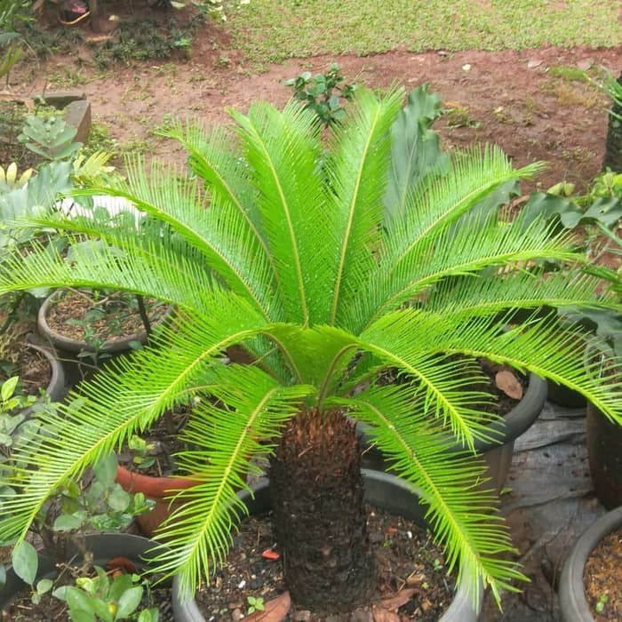 tanaman hias palem sikas tinggi 1 meter