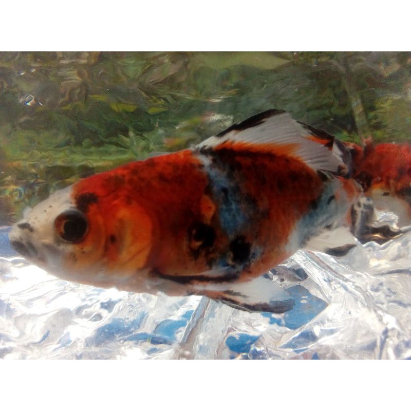 ikan hias komet pancawarna bogim