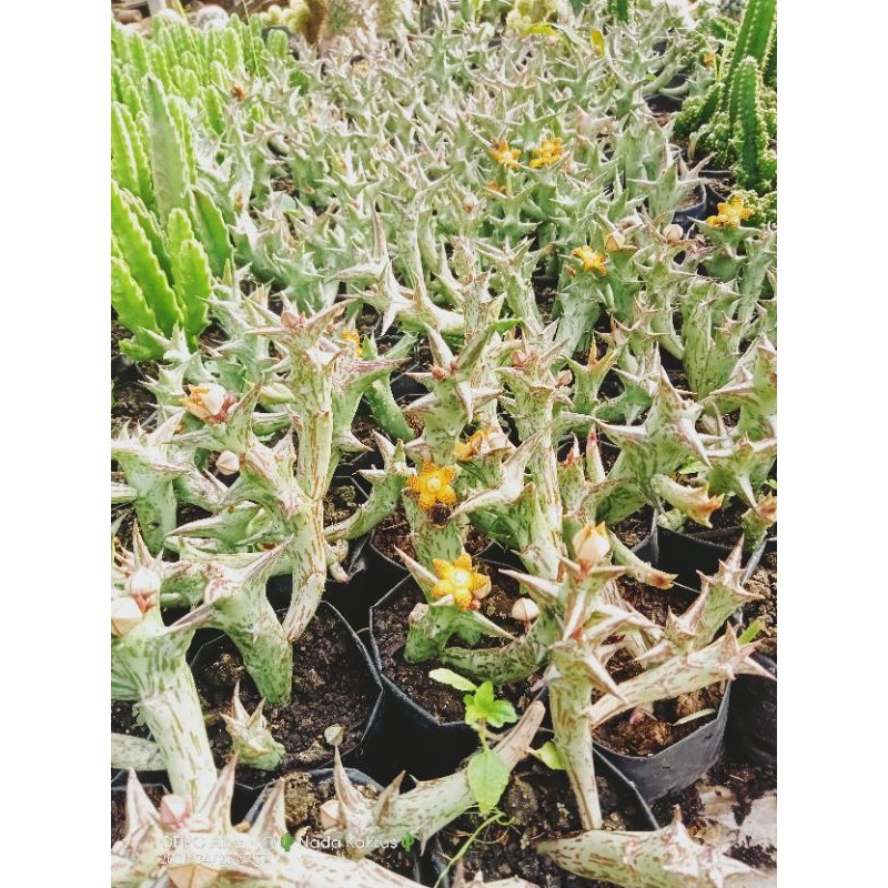 Ceropegia Schweinfurthii/kaktus tanduk/kaktus murah/kaktus pasaman/tanaman hias
