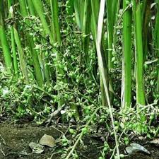 BIBIT KAPULAGA INDIA GREEN CARDAMOM TANAMAN REMPAH BERMUTU JUAL MINIMAL ISI 5 BATANG KAPOL TERMURAH