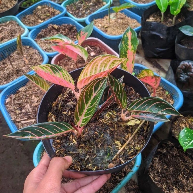 Hot Sale Aglonema Red sumatra anakan Baby redsum 1-2 daun