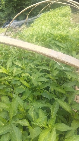 Payung Kepala / Payung Topi Ukuran Besar