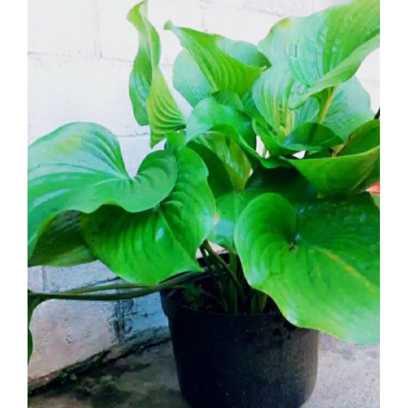 Tanaman Hias Hosta plantaginea / bunga lily lokal