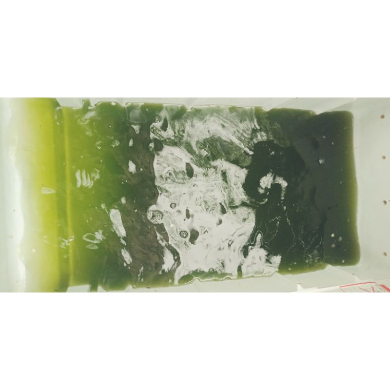 

paket kultur chlorella